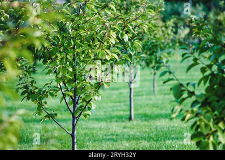 Neuer Obstgarten mit Kirschbäumen, die in Reihen wachsen Stockfoto