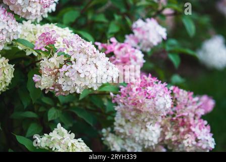 Hortensien Vanille Fraise mit rosa und weißen Blüten im Sommergarten Stockfoto