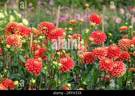 Rote und gelbe dekorative Dahlia „Bettina Verbeek“ in Blume. Stockfoto