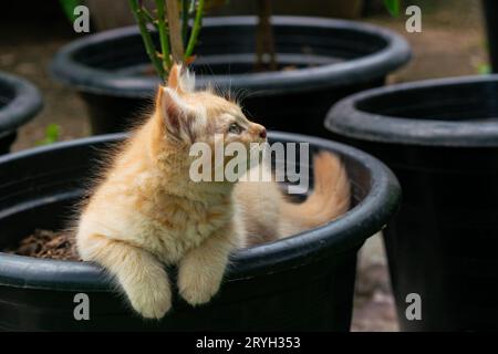 Kätzchen sitzen in einem schwarzen Blumentopf. Stockfoto