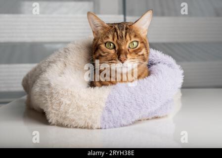 Eine niedliche Katze in einem Strickpullover liegt zu Hause. Stockfoto