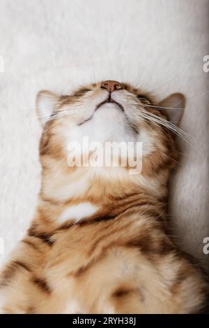 Die süße rote Katze schläft auf einer weichen Decke. Stockfoto