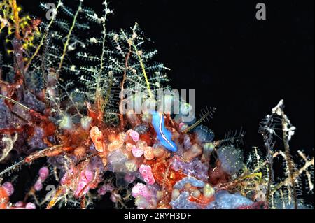 Die schönen Farben von Nacktschnecken Stockfoto