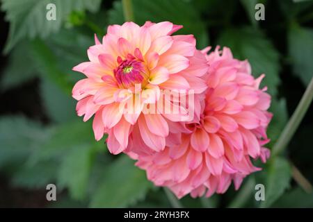 Dahlia „Belfloor“ in leuchtendem Korallenrosa und cremefarbenem Dekor in Blume. Stockfoto