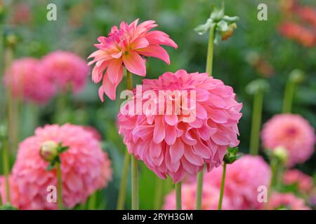 Dahlia „Belfloor“ in leuchtendem Korallenrosa und cremefarbenem Dekor in Blume. Stockfoto