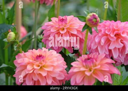 Dahlia „Belfloor“ in leuchtend korallenrosafarbener Blume. Stockfoto