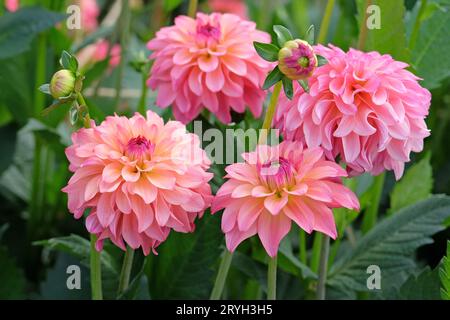 Dahlia „Belfloor“ in leuchtend korallenrosafarbener Blume. Stockfoto