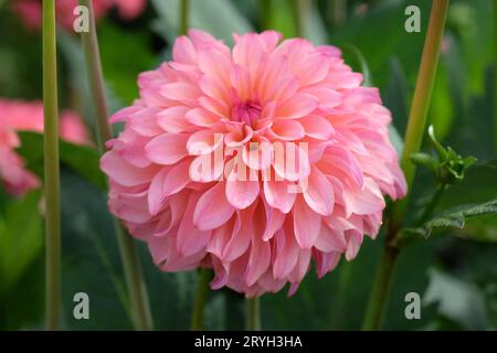 Dahlia „Belfloor“ in leuchtend korallenrosafarbener Blume. Stockfoto