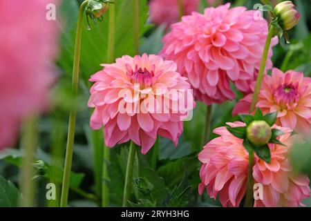 Dahlia „Belfloor“ in leuchtend korallenrosafarbener Blume. Stockfoto