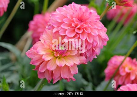 Dahlia „Belfloor“ in leuchtend korallenrosafarbener Blume. Stockfoto