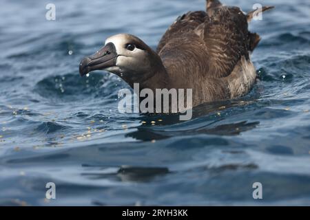 Der Schwarzfuß-Albatros (Diomedea oder Phoebastria nigripes) ist ein großer Seevögel der Albatrosfamilie Diomedeidae aus dem Nordpazifik. Dieses Foto Stockfoto