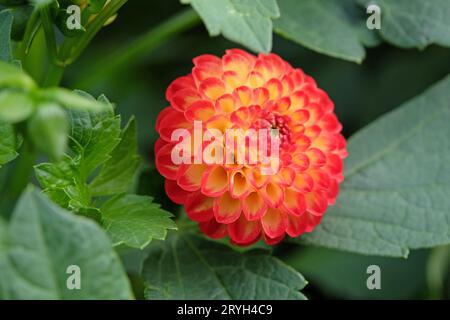 Kleine rote und gelbe Pompon Dahlia ÔKasasagiÕ in Blüte. Stockfoto