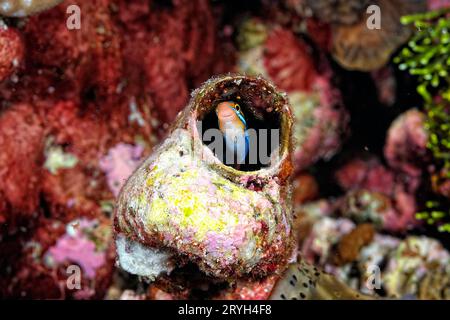 Ein wunderschönes Bild von einem Röhrenwurm Blenny Stockfoto