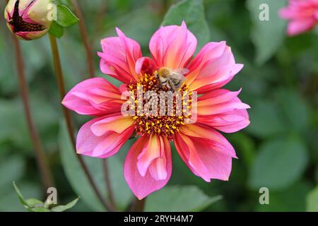 Eine Hummel saß auf einem rosa-orangen Collarette Dahlia „Prinzessin Nadine“ in Blume. Stockfoto