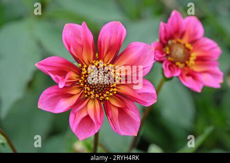 Rosafarbenes und oranges Dekolleté Dahlia „Princess Nadine“ in Blume. Stockfoto