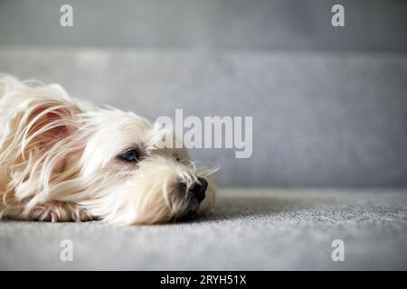 Flauschiger weißer Hund, der zu Hause auf der Couch liegt und Kopierraum hat Stockfoto