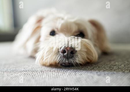 Nahaufnahme eines lustigen weißen Hundes, der auf der Couch liegt Stockfoto
