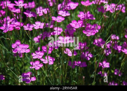 Maiden rosa Blumen, Dianthus deltoides im Sommergarten Stockfoto