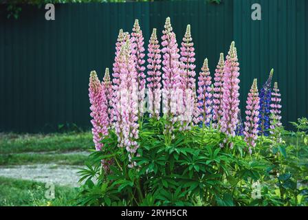 Lupinenpflanze blüht im Sommer mit rosa Blüten, Lupinus polyphyllus Stockfoto