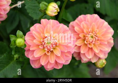 Lachsrosa Seerose Dahlia Milena Fleur in Blume. Stockfoto