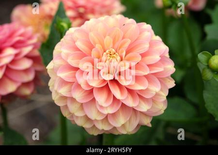 Lachsrosa Seerose Dahlia Milena Fleur in Blume. Stockfoto