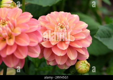 Lachsrosa Seerose Dahlia Milena Fleur in Blume. Stockfoto