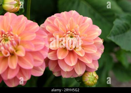 Lachsrosa Seerose Dahlia Milena Fleur in Blume. Stockfoto