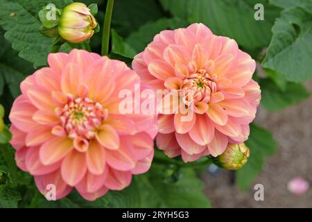 Lachsrosa Seerose Dahlia Milena Fleur in Blume. Stockfoto