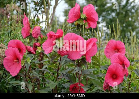 Roter Hibiscus moscheutos oder Sumpfrosen-Malve, „Tangri“ in Blüte Stockfoto