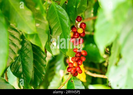 Nahaufnahme reifer Kaffeebeeren in einem Baum. Stockfoto