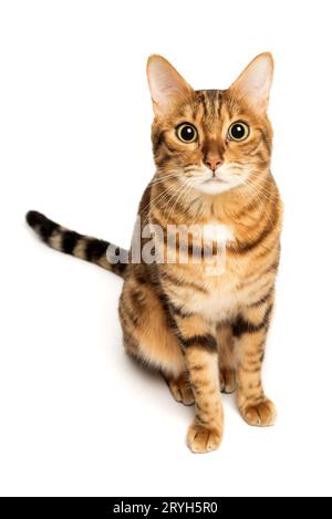 Bengalische Katze auf weißem Hintergrund, flauschig orange, schwarz gestreift, Haustier, große schöne Katze Stockfoto