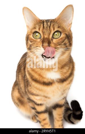Hungrige bengalische Katze auf weißem Hintergrund lecken. Stockfoto