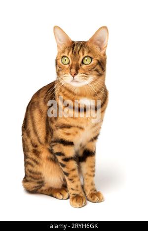 Bengalische Katze auf weißem Hintergrund, flauschig orange, schwarz gestreift, Haustier, große schöne Katze Stockfoto