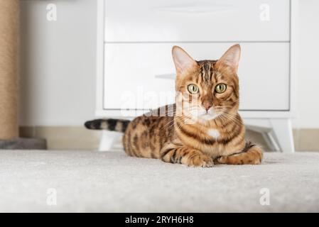 Die bezaubernde rote Katze liegt auf dem Boden im Zimmer. Stockfoto