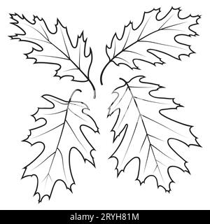 Northern Red Oak Tree Leaves, Vektorillustration isoliert auf weißem Hintergrund. Eichenblätter, Farbseite. Stock Vektor