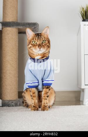 Rote Katze in einer Jacke auf dem Boden im Zimmer. Stockfoto
