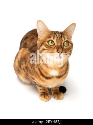 Bengalische Katze, die in vollem Wachstum auf weißem Hintergrund sitzt. Stockfoto