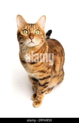 Bengalische Katze auf weißem Hintergrund, flauschig orange, schwarz gestreift, Haustier, große schöne Katze Stockfoto