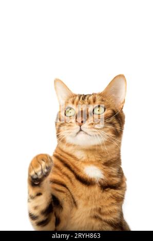 Studio-Aufnahmen von bengalischen Katzen, weißer Hintergrund Stockfoto