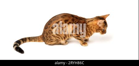 Bengal-Katze auf weißem Hintergrund sitzt seitlich Stockfoto