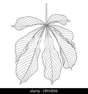 Kastanienblatt, Vektorillustration isoliert auf weißem Hintergrund. Rosskastanienblatt-Umrissseite. Stock Vektor