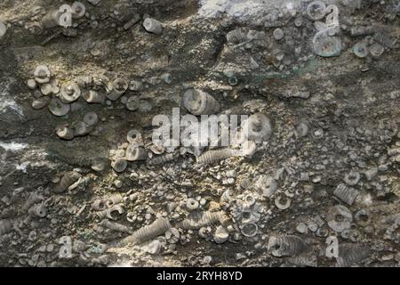 Krinoidenstämme oder Seerosen liegen in dichten Clustern in den 340 Millionen Jahre alten Kalksteinen, die sich auf dem Meeresboden eines flachen tropischen Ozeans bilden. Stockfoto
