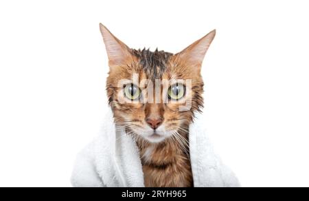 Nasse bengalische Katze in einem Handtuch auf weißem Hintergrund Stockfoto