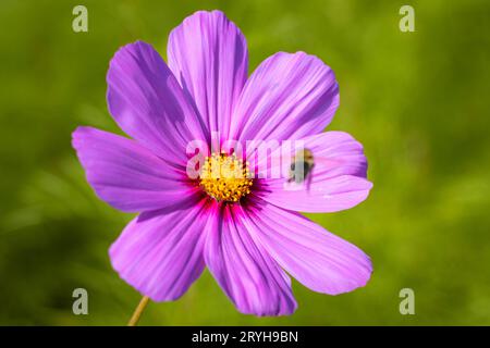 Blumen und Bienen eine Biene ist im Anflug auf eine Blüte, um dort Pollen einzusammeln. Frankfurt am Main Hessen Deutschland *** Blumen und Bienen Eine biene nähert sich einer Blume, um Pollen zu sammeln Frankfurt am Main Hessen Deutschland 2023-09-30 blume biene 02 Stockfoto