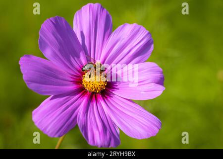 Blumen und Bienen Frankfurt am Main Hessen Deutschland *** Blumen und Bienen Frankfurt am Main Hessen Deutschland 2023-09-30 blume biene 01 Stockfoto