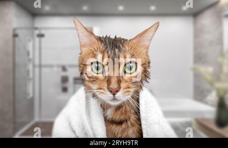 Nasse Katze in einem Handtuch unter der Dusche. Stockfoto