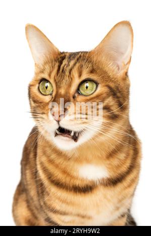 Studio-Aufnahmen von bengalischen Katzen, weißer Hintergrund Stockfoto