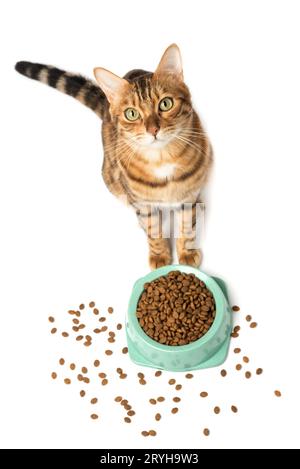 Eine Katze auf weißem Hintergrund isst Futter aus einer Schüssel Stockfoto