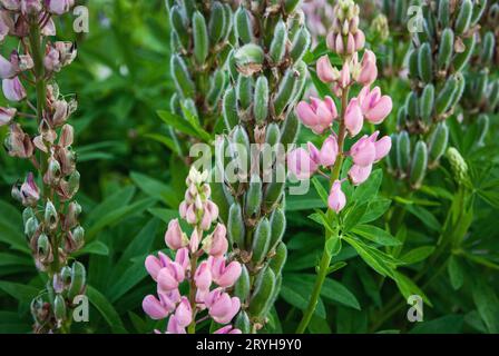 Lupinenpflanze mit Samenkapseln und rosa Blüten, Lupinus polyphyllus im Garten Stockfoto