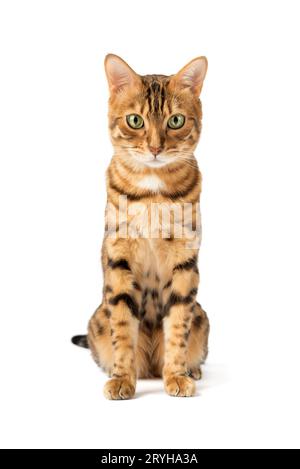 Bengalische Katze auf weißem Hintergrund, flauschig orange, schwarz gestreift, Haustier, große schöne Katze Stockfoto